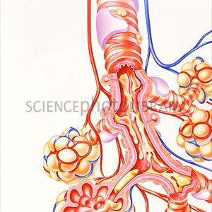 About Bronchitis - Lung Cleansing For Smokers To Avoid A Sweaty Fate