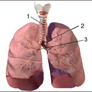 How To Calm Bronchitis - Caring During My Sister