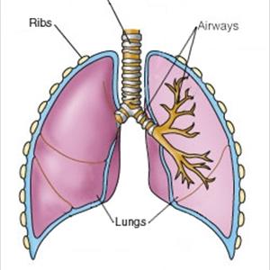 Bronchitis Phlegm - The Romantic Relationship Between Asthma Bronchitis And Acid Reflux