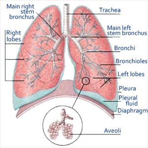 Cure Mucus In Bronchial Tubes - Acute Bronchitis