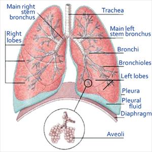 How To Cure Brochitis - Bronchitis Problems And Home Remedies For Chronic Obstructive